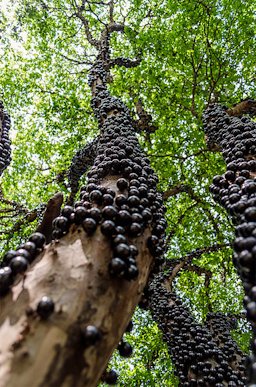 Jaboticaba fruiting