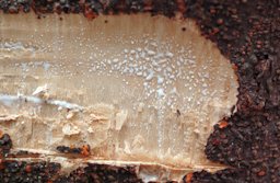 Artocarpus heterophyllus, white sap under the bark