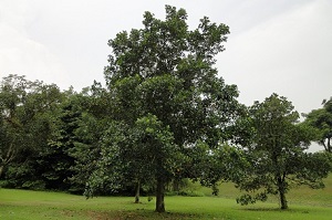 Tree form