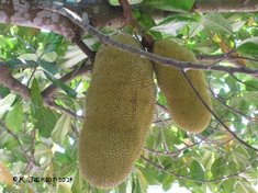 Hanging from a branch