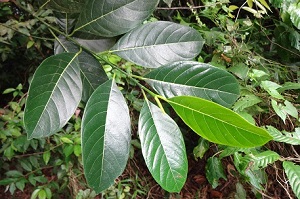 Leaf habit