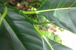 New leaf growth