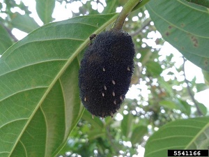 Rhizopus soft rots (Rhizopus sp.) Ehrenb. on jackfruit (Artocarpus heterophyllus Lam.)