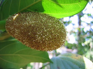 Artocarpus heterophyllus inflorescense