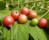 Flowers, fruits and seeds of Aratiles (Muntingia calabura Linn.) trees in the Philippines