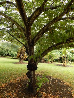 Muntingia calabura (Jamaican cherry, strawberry tree). Trunk at Pali o Waipio Huelo, Maui, Hawaii