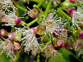 Jambolão (Syzygium cumini)