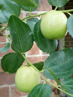 Fruit of the 'Li' variety of jujube, Ziziphus jujuba 'Li', Houston, Texas