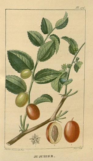 Ziziphus jujuba Miller [as Rhamnus zizyphus L.]