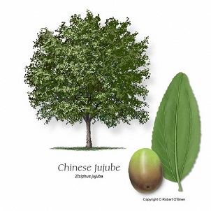 Ziziphus jujuba - JujubeChinese