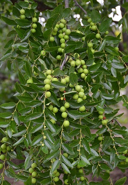 Fruit and flowers