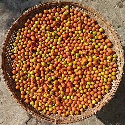 Ripe berries sun dried for pickles