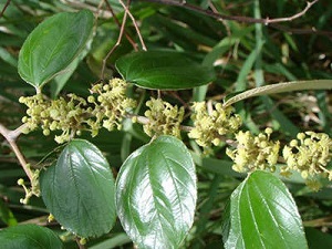 Indian jujube flowering