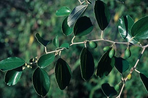 Fruit forming