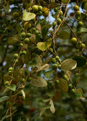 Fruiting habit