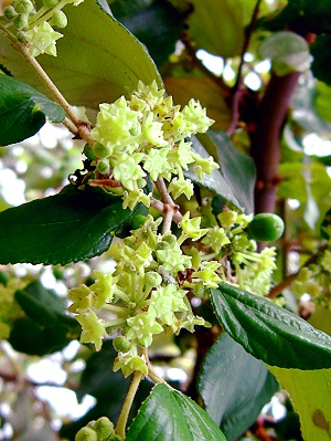 Flower habit