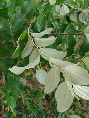 leaves