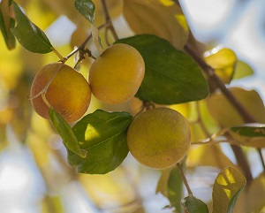 Ponsigue (Ziziphus mauritiana) in Margarita island