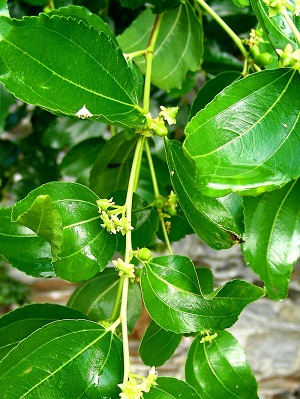 Flowers and small fruit