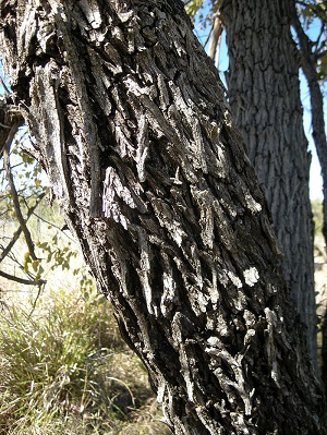 Ziziphus mauritiana, Mount Archer National Park