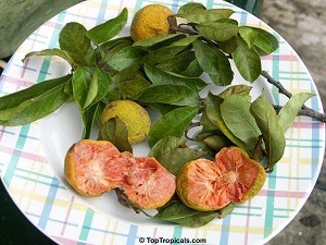 Fruit, opened fruit and leaves of the Kwai Muk