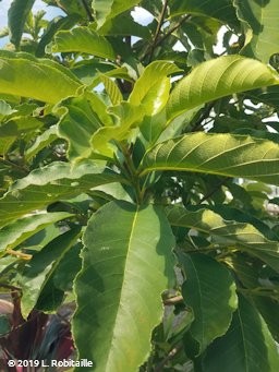 Leaf habit