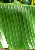 Fei Leaf