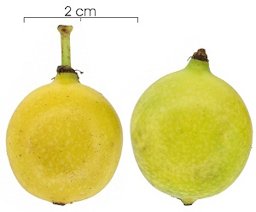 Fruit