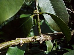 Garcinia intermedia flower buds