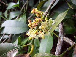 Garcinia intermedia syn. Rheedia edulis flowers