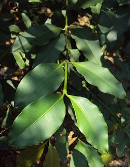 Leaf habit