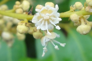 Flower close-up