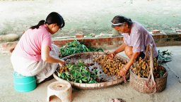 Longan in processing