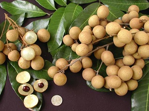 Longan fruit