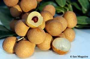 Longan fruit