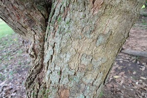 Trunk