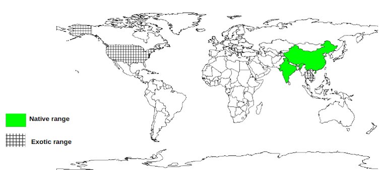 Longan Documented Species Distribution