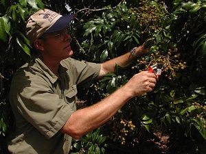 Dr. Crane thinning a panicle