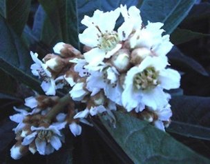 Loquats can bloom in the fall or early winter