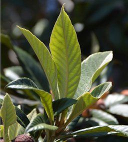 Leaves growth habit