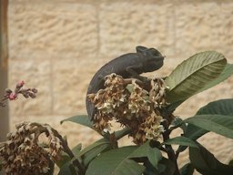 Chamaeleo chamaeleon sitting on a blossoming Eriobotrya japonica