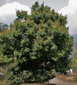 Lychee Litchi chinensis at Samsing in Darjeeling district of West Bengal, India.