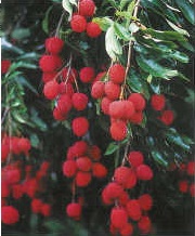 Lychee fruit