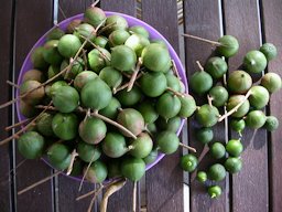 Fresh macadamia nuts.