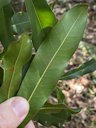 Macadamia Tree Macadamia integrifolia