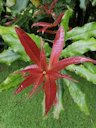 New leaf flush on Macadamia tetraphylla, NSW Australia