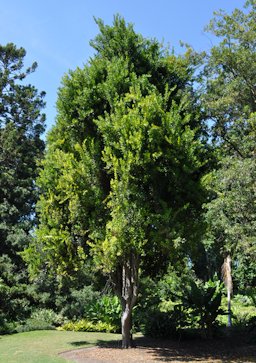 Macadamia integrifolia