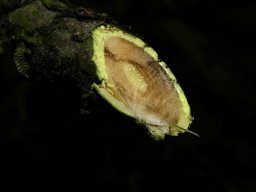 Yellow latex seeping from the cut surface of the wood