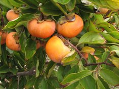 'Maekawa Jiro' persimmon