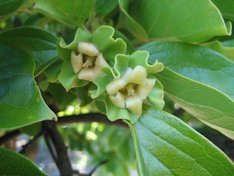 'Maekawa Jiro' Persimmon